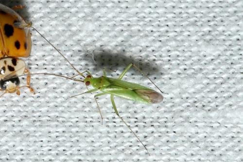 Blepharidopterus angulatus